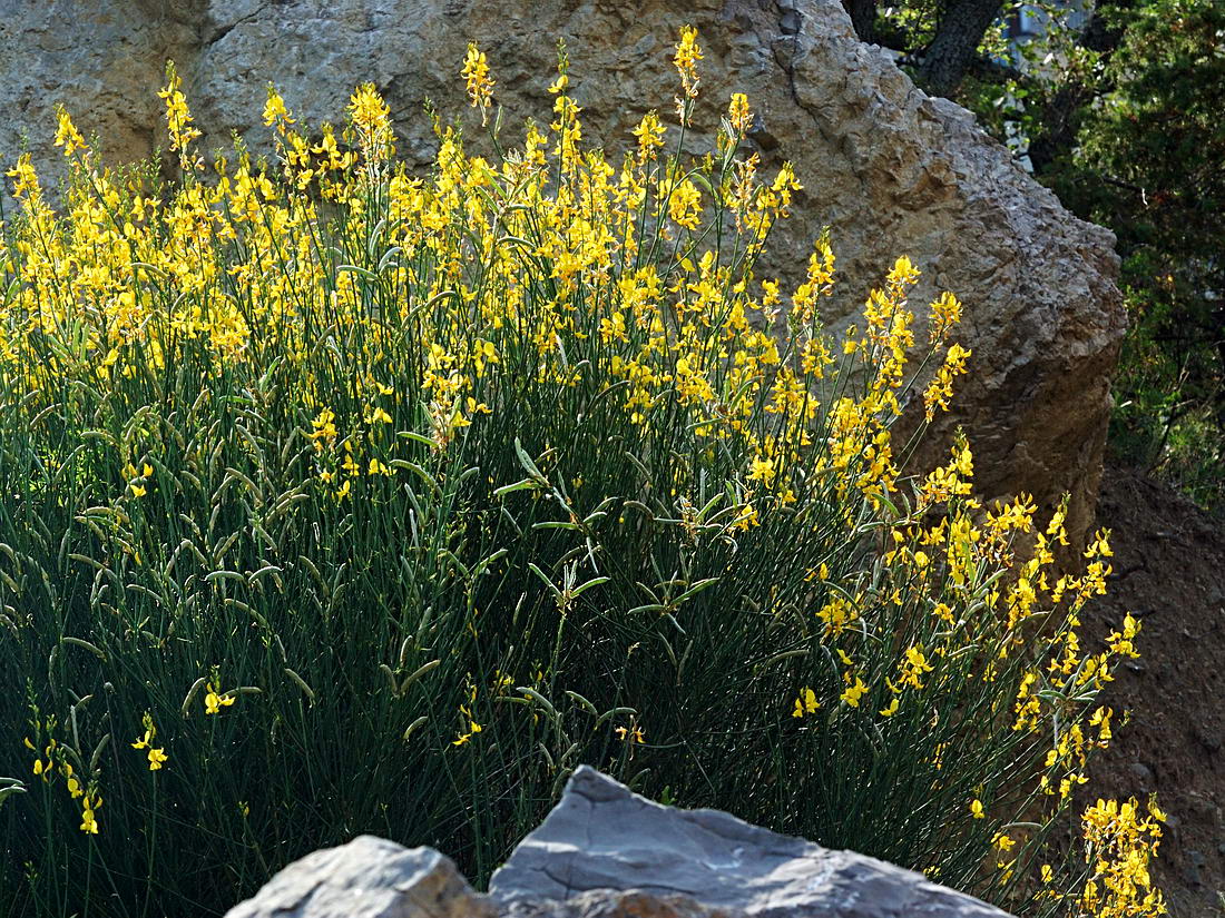 Image of Spartium junceum specimen.