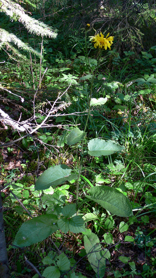 Image of Crepis sibirica specimen.