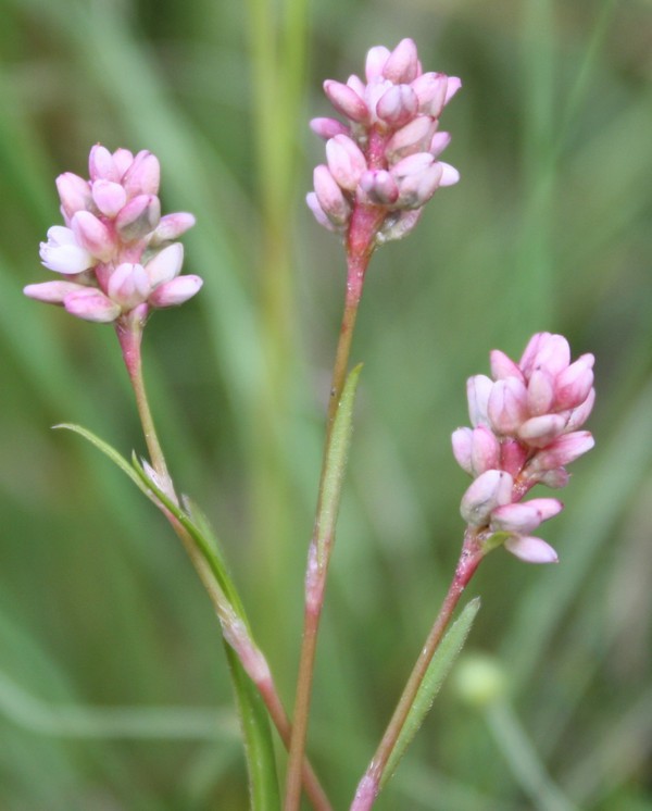 Изображение особи Persicaria maculosa.