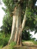 Eucalyptus viminalis. Ствол и нижние ветви взрослого дерева. Абхазия, Гудаутский р-н, г. Новый Афон, склон Иверской горы. 20 июля 2008 г.