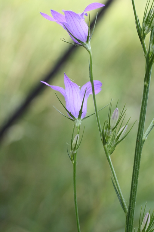 Image of Campanula lambertiana specimen.