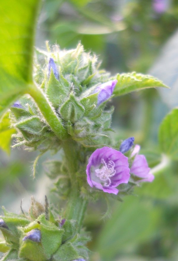 Image of Malva verticillata var. neuroloma specimen.