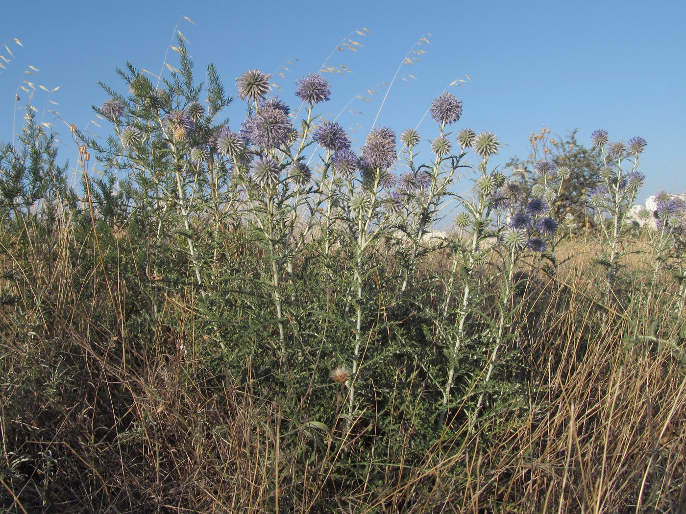 Image of Echinops ritro ssp. thracicus specimen.