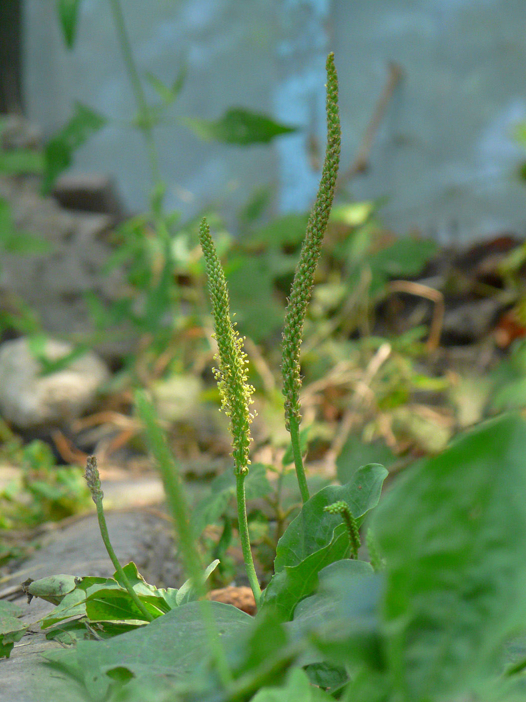 Image of Plantago major specimen.