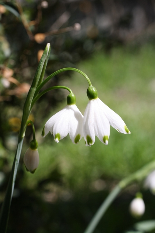 Image of Leucojum aestivum specimen.