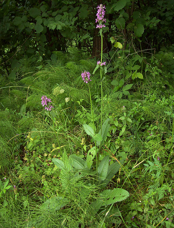 Изображение особи Betonica officinalis.