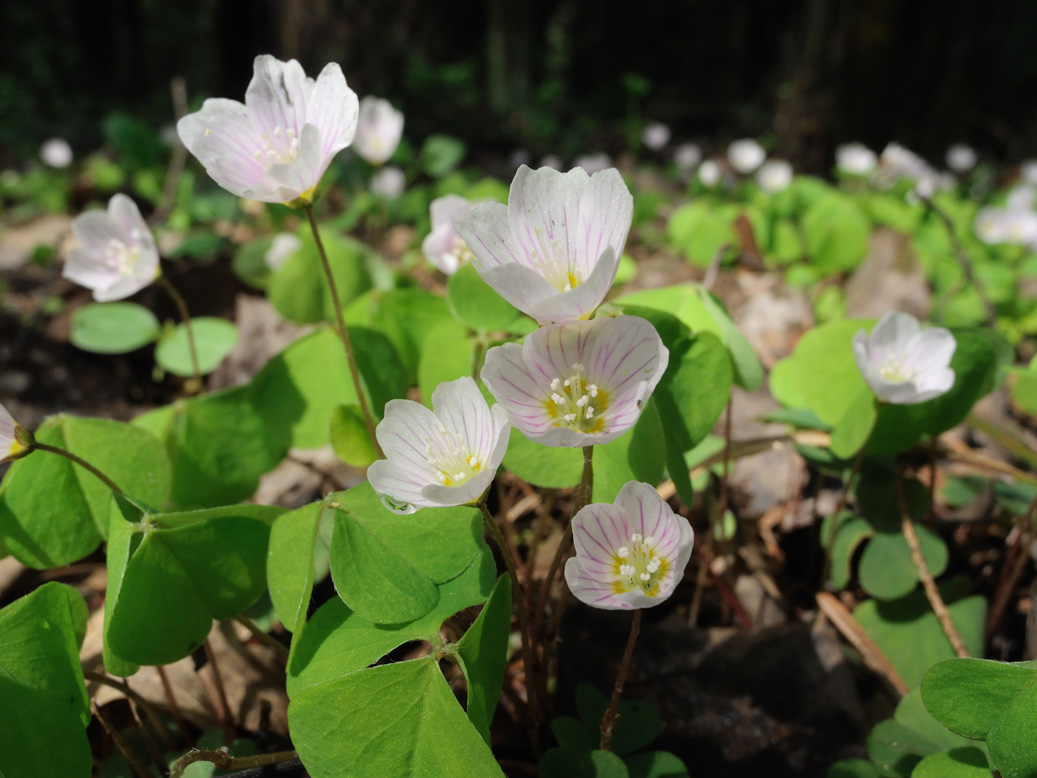 Изображение особи Oxalis acetosella.