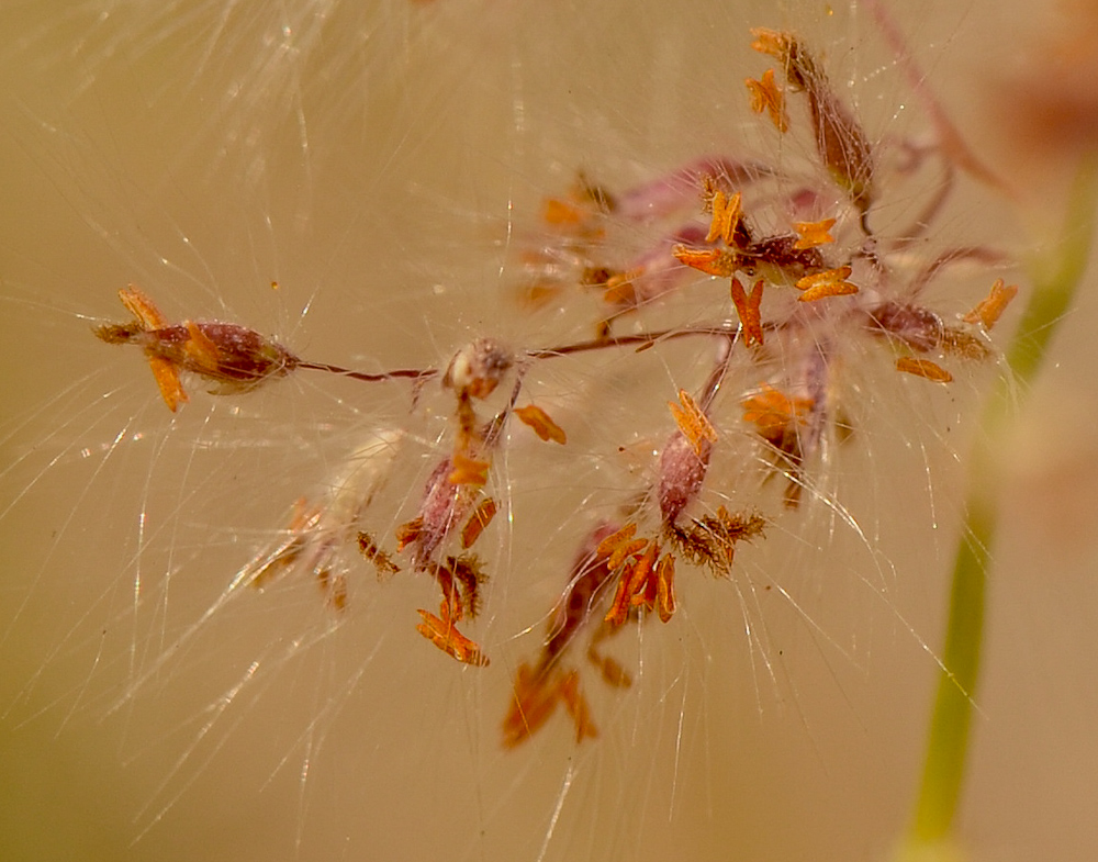 Image of Tricholaena teneriffae specimen.