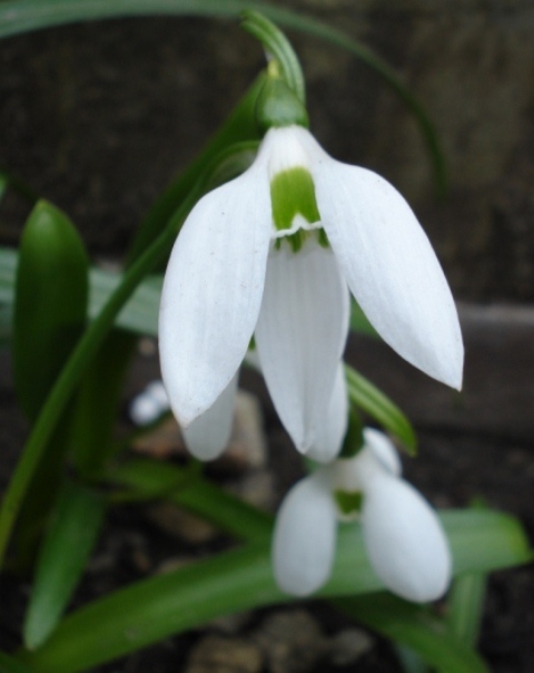 Image of Galanthus ikariae specimen.