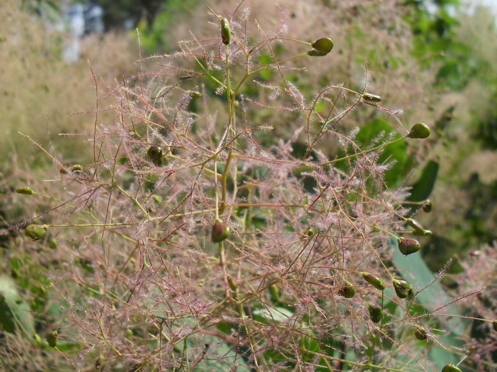 Изображение особи Cotinus coggygria.