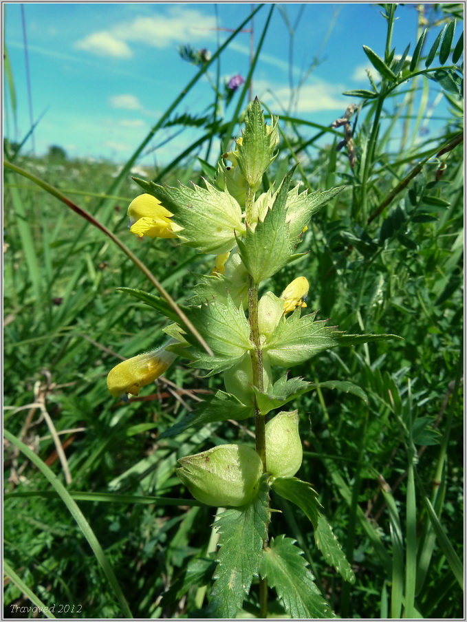 Image of genus Rhinanthus specimen.