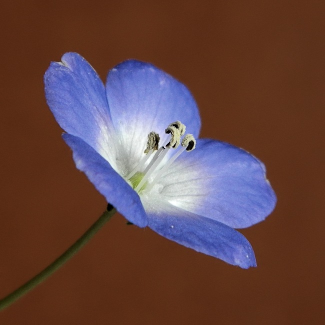 Image of Nemophila menziesii specimen.