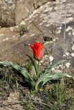 Tulipa greigii. Расцветающее растение. Южный Казахстан, хр. Боролдайтау, горы Сартур, ущелье р. Кулан; высота 900 м н.у.м. 13.04.2012.