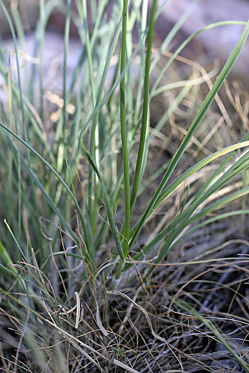 Image of Allium inconspicuum specimen.