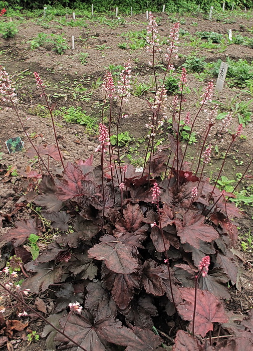 Изображение особи Heuchera &times; hybrida.