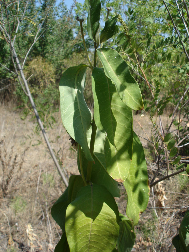 Изображение особи Asclepias syriaca.