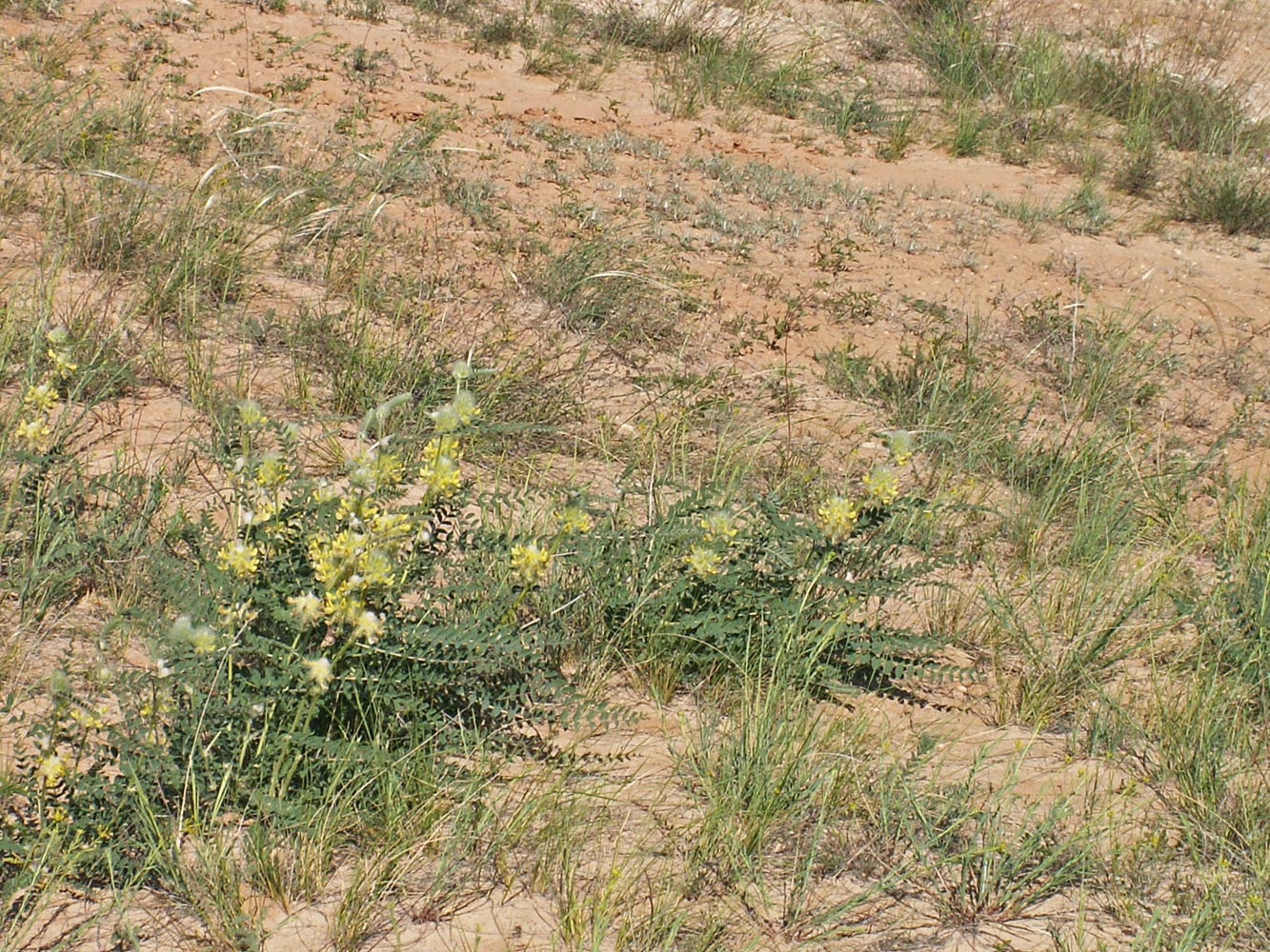 Изображение особи Astragalus vulpinus.