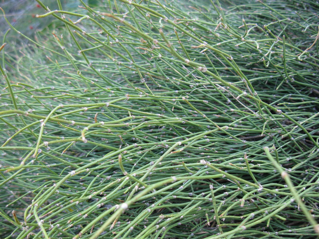 Image of Ephedra distachya specimen.