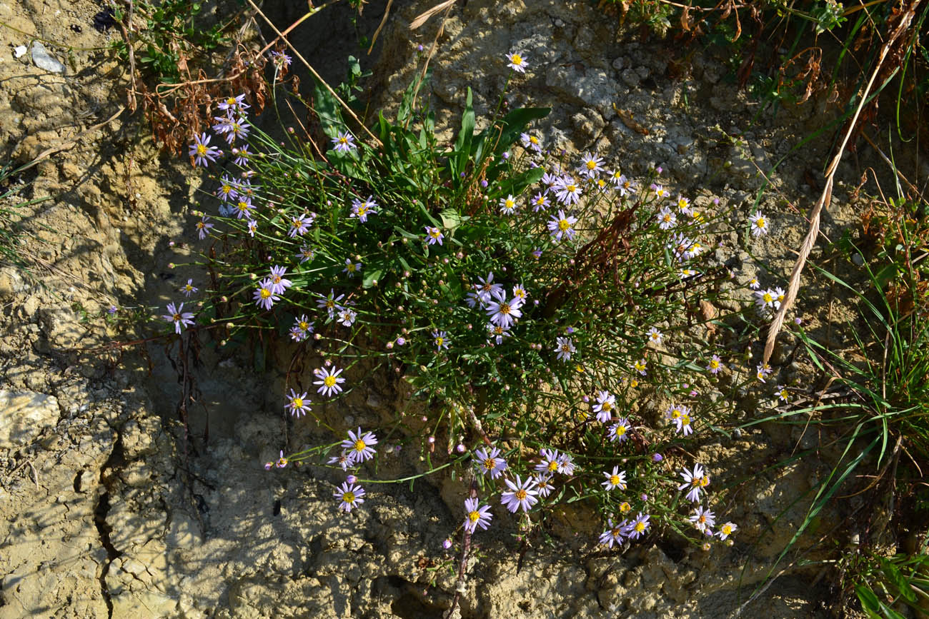 Image of Tripolium pannonicum specimen.