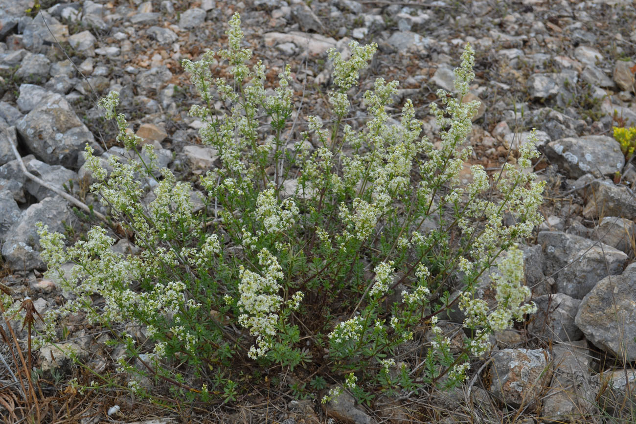 Image of Galium juzepczukii specimen.