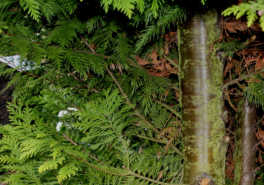 Image of Cupressus &times; leylandii specimen.