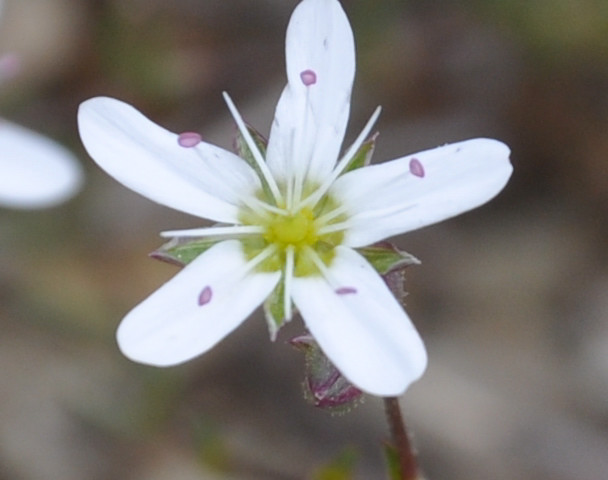 Изображение особи Minuartia hirsuta ssp. falcata.