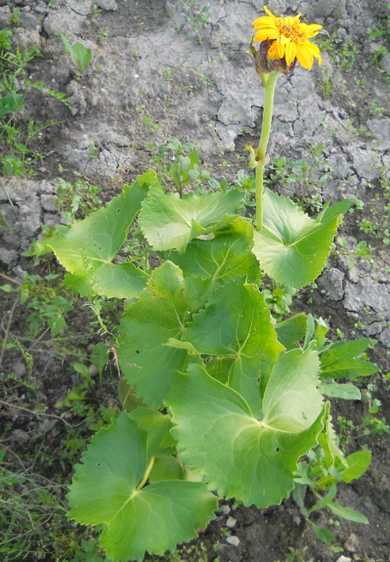 Изображение особи Ligularia calthifolia.