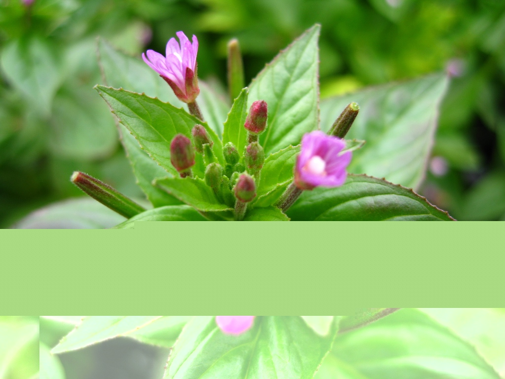 Image of Epilobium glandulosum specimen.