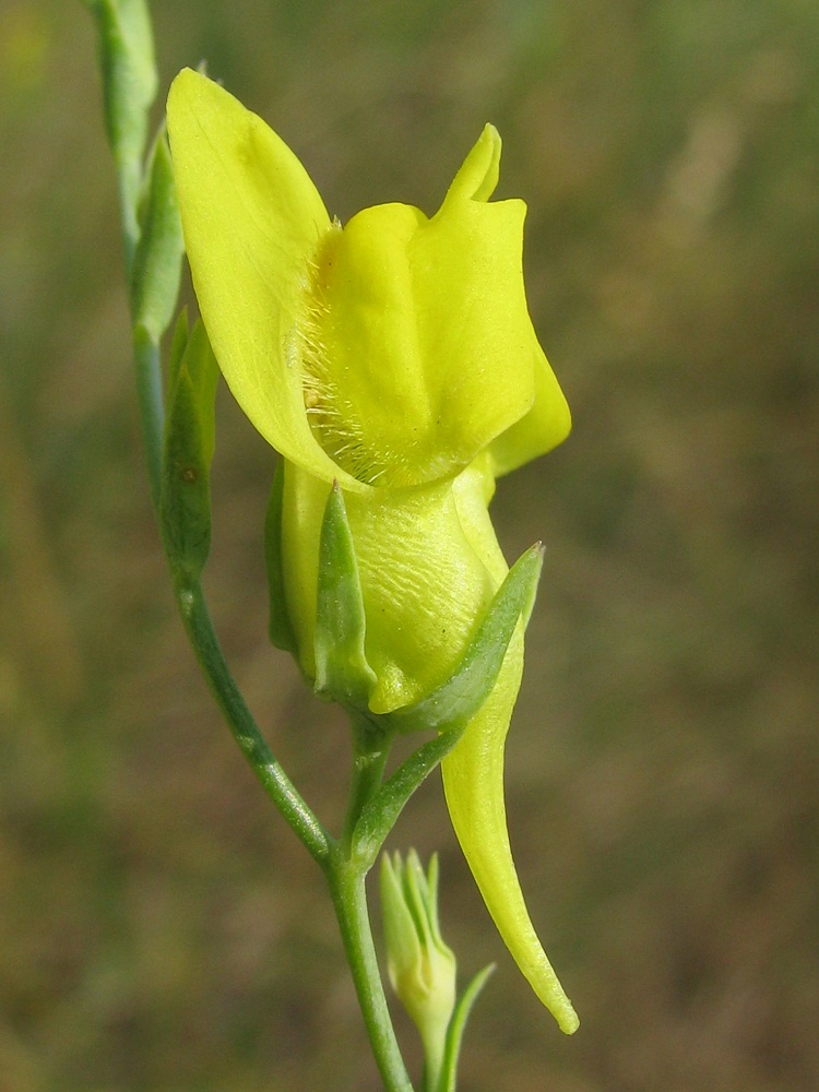 Изображение особи Linaria genistifolia.