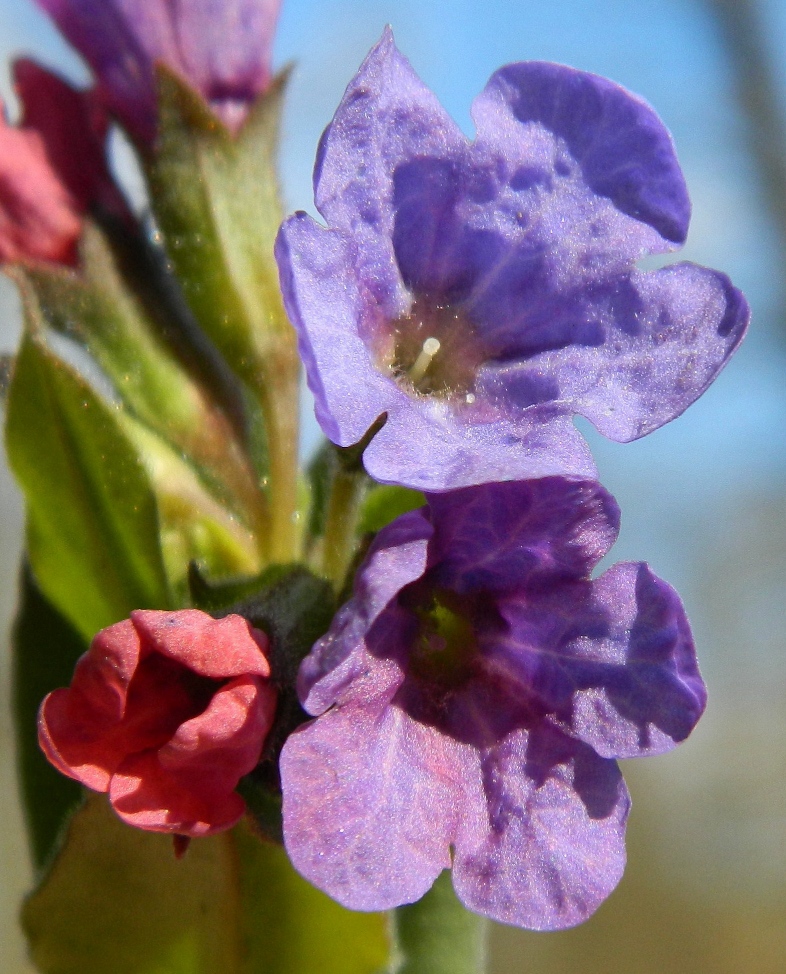 Изображение особи Pulmonaria obscura.