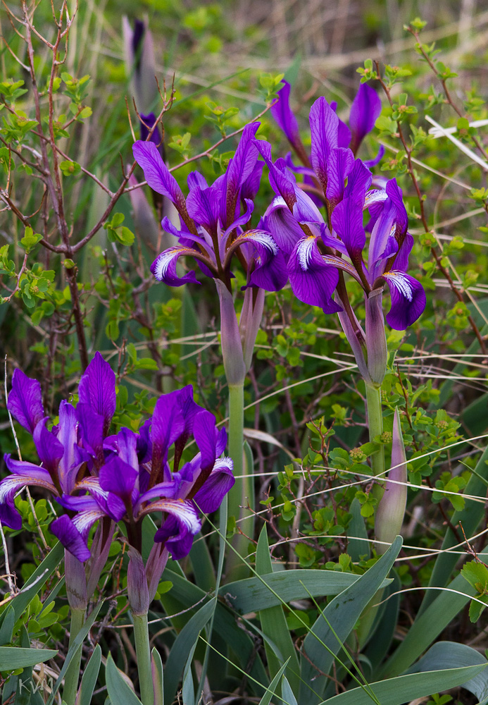 Изображение особи Iris glaucescens.