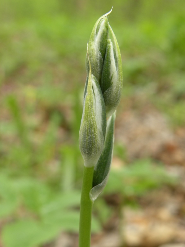 Image of Ornithogalum boucheanum specimen.