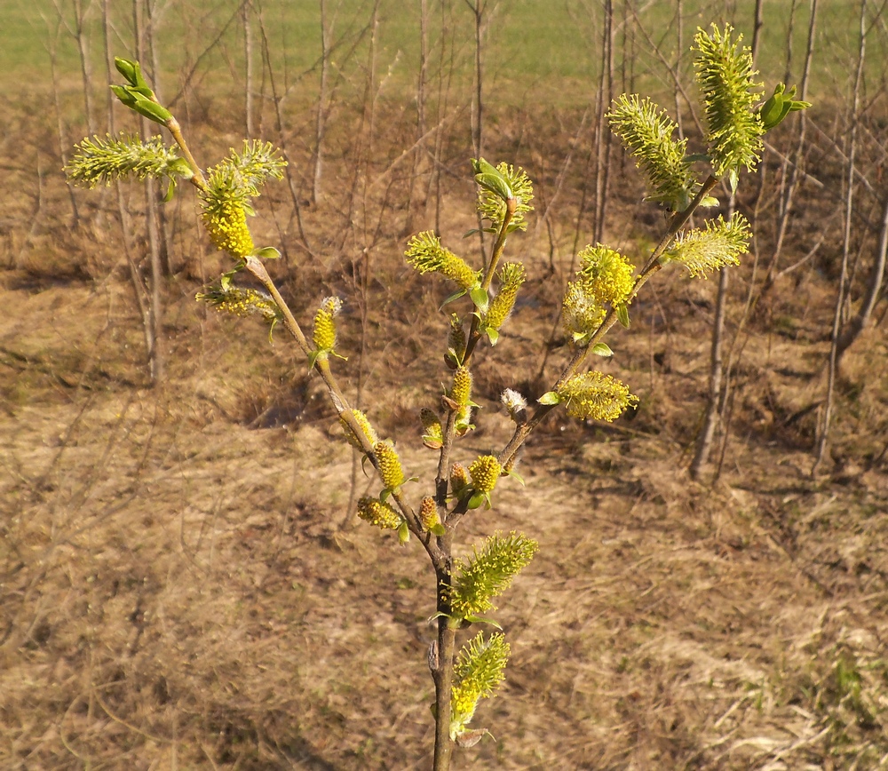 Image of Salix myrsinifolia specimen.