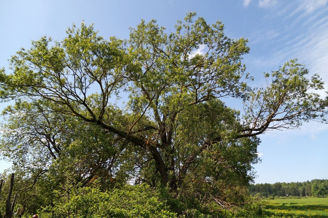 Image of Salix &times; meyeriana specimen.