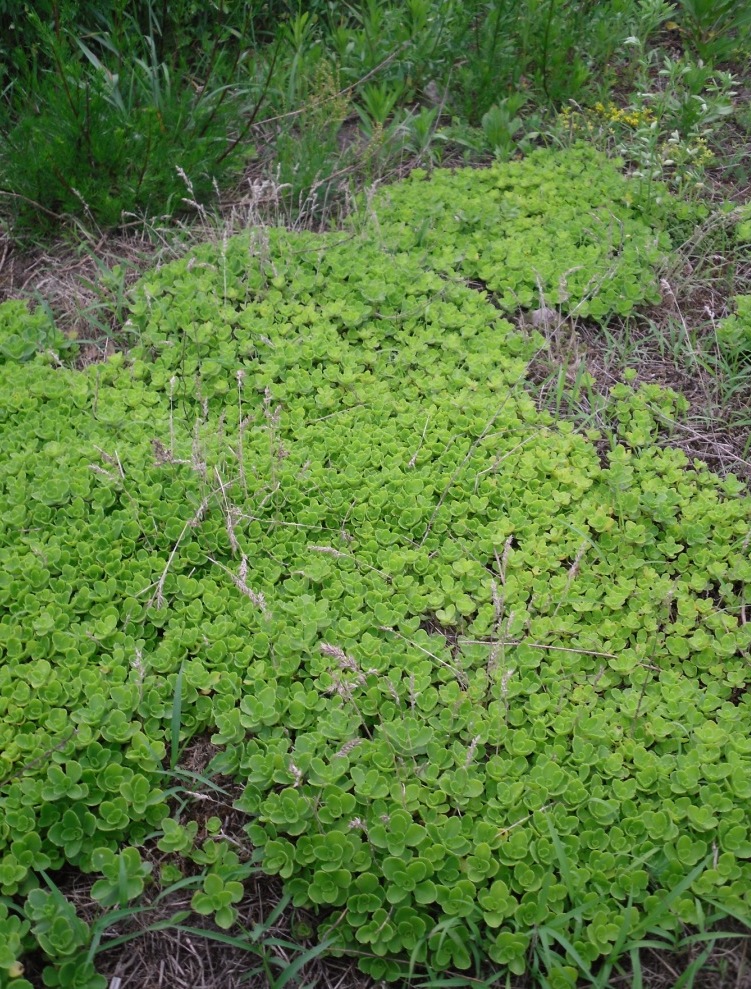 Image of genus Sedum specimen.