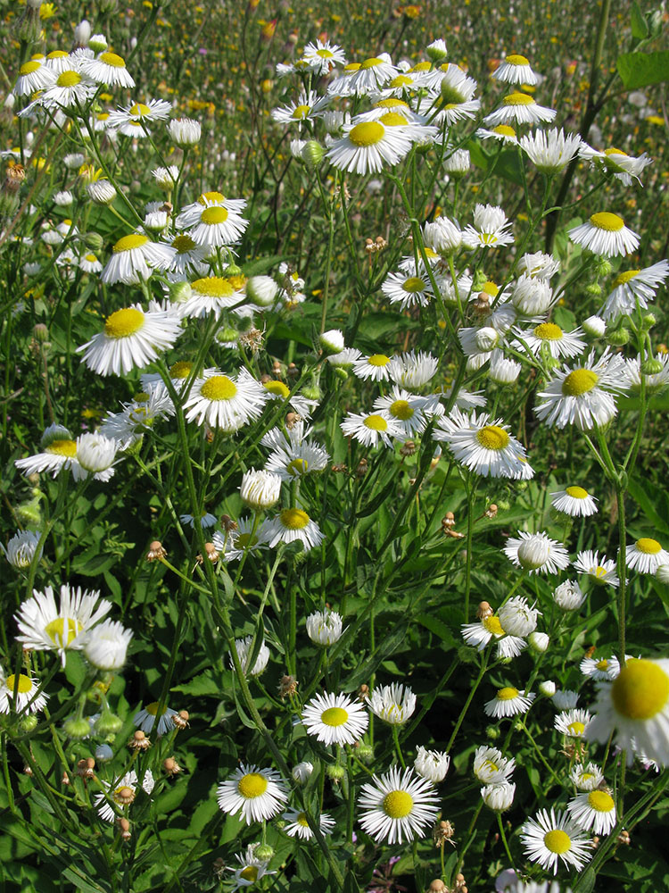 Изображение особи Erigeron annuus.