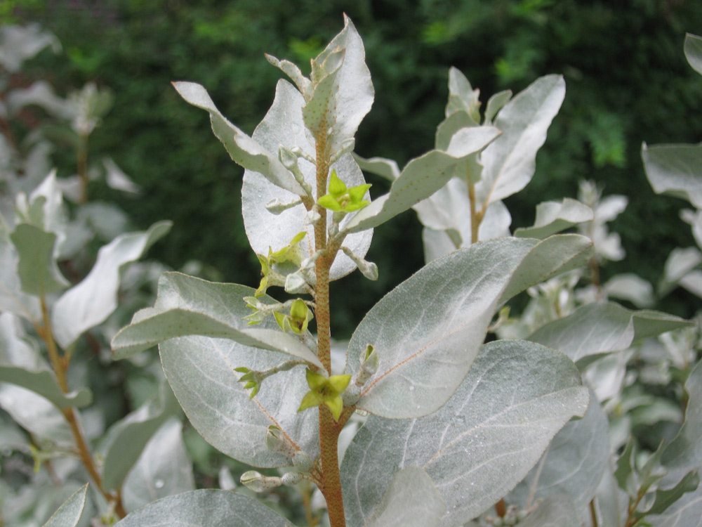 Image of Elaeagnus commutata specimen.