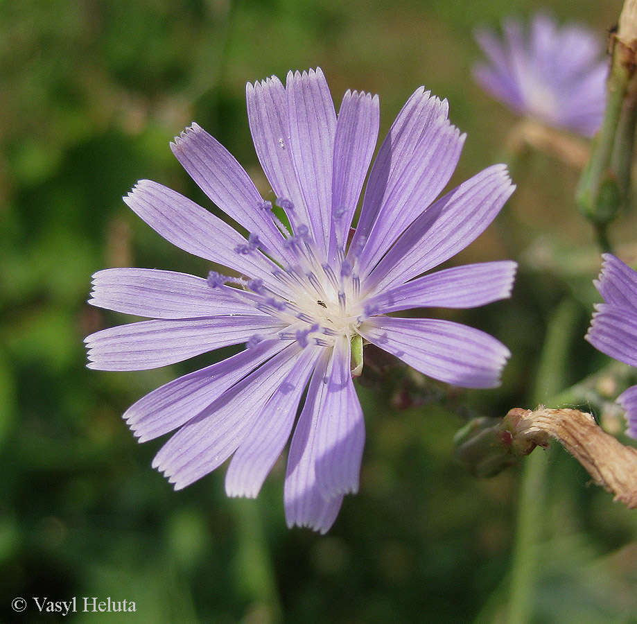 Image of Lactuca tatarica specimen.