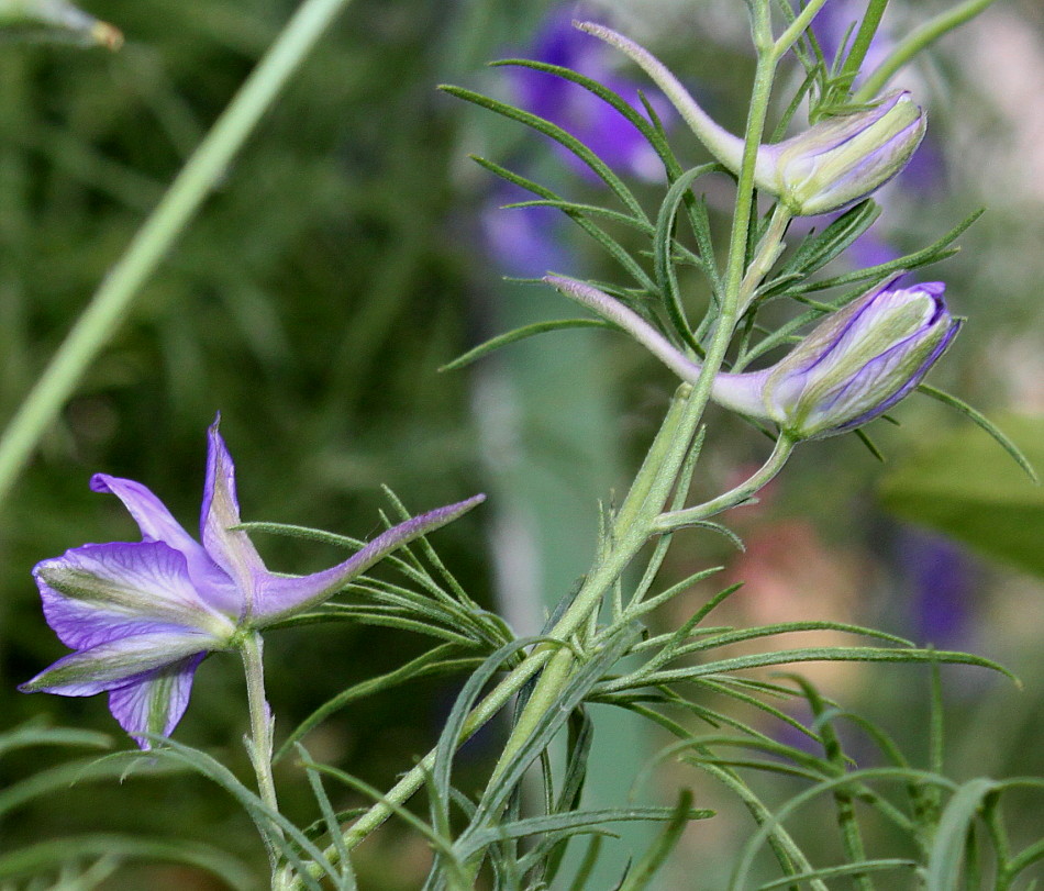 Изображение особи Delphinium ajacis.