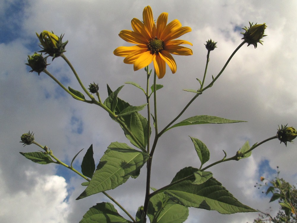 Image of Helianthus tuberosus specimen.