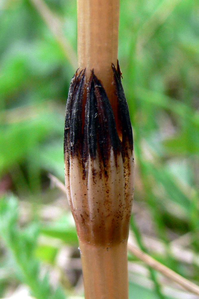 Image of Equisetum arvense specimen.