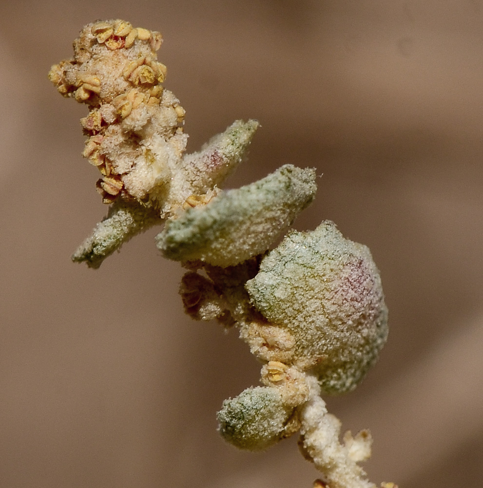 Image of Atriplex halimus specimen.