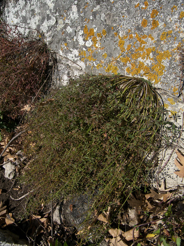 Image of Scrophularia rupestris specimen.