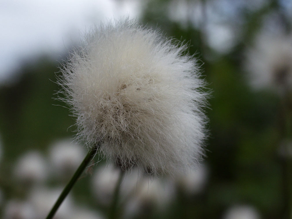 Изображение особи Eriophorum vaginatum.