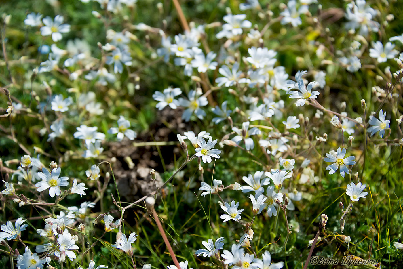 Изображение особи Cerastium pusillum.