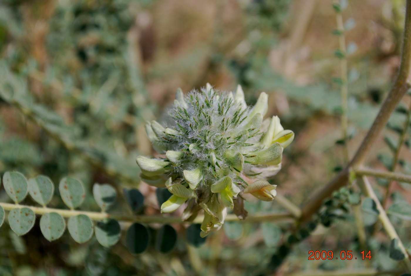 Изображение особи Astragalus turbinatus.