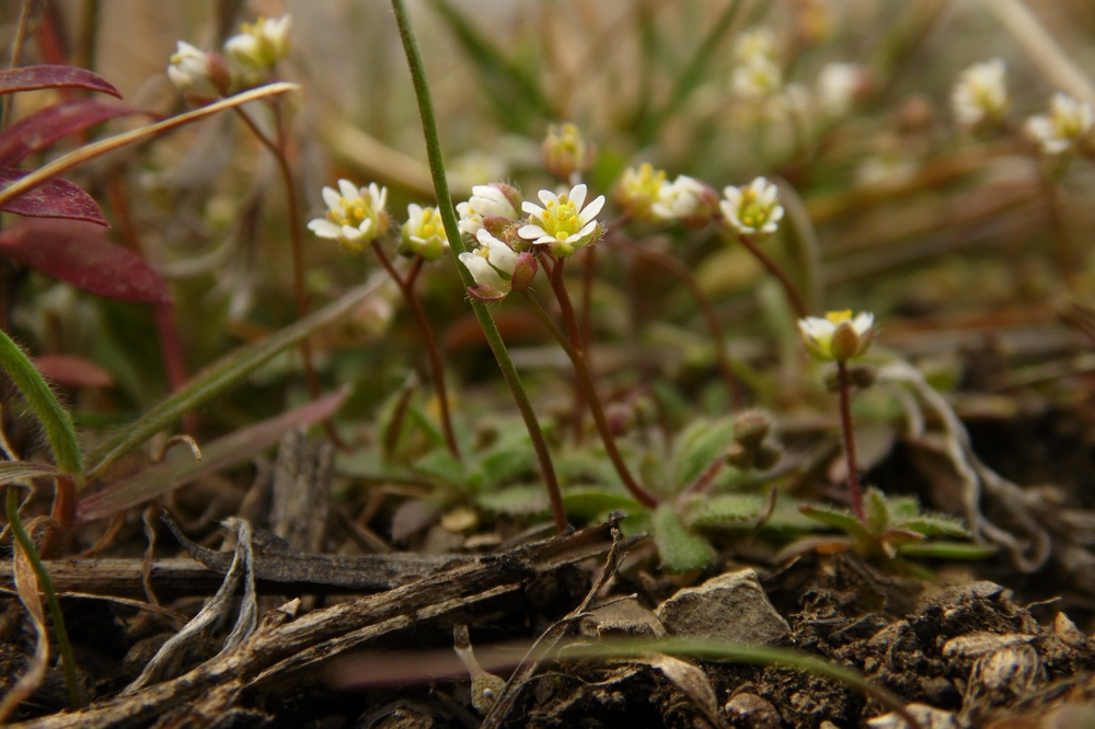 Image of Erophila verna specimen.