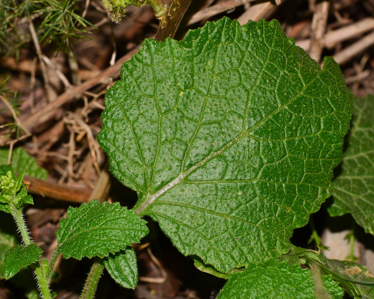 Image of Crambe hispanica specimen.