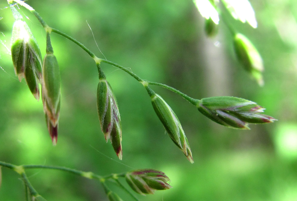 Image of genus Poa specimen.