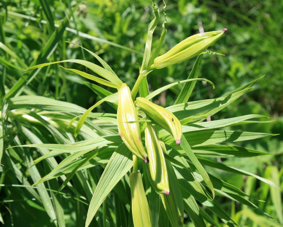 Image of genus Lilium specimen.